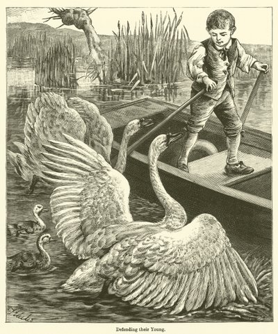 W obronie swoich młodych (grawerowanie) autorstwa English School