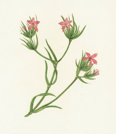 Deptford Pink, Dianthus Armeria autorstwa English School