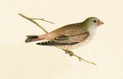 Desert Trumpeter Bullfinch, ilustracja z „Historii ptaków Europy nieobserwowanych na wyspach brytyjskich” Charlesa Roberta Bree (1811-86), opublikowana w 1867 r. autorstwa English School