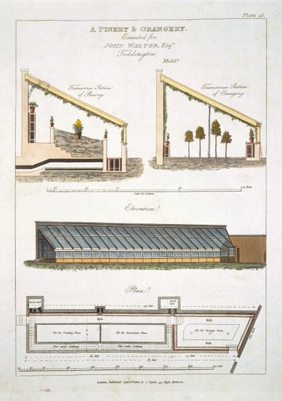 Projekt sosny i oranżerii w Teddington, 1806 r. autorstwa English School