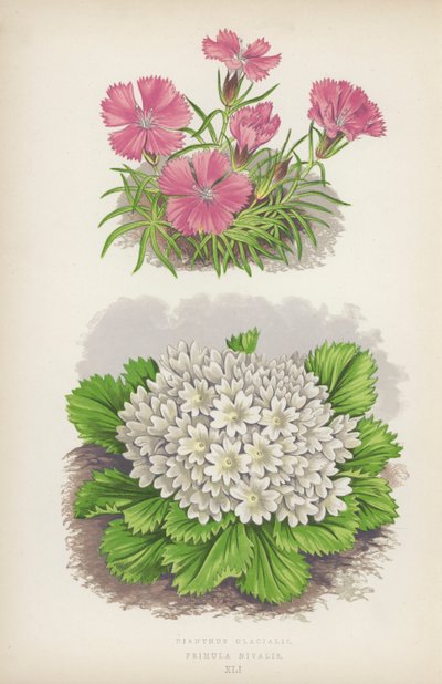 Dianthus Glacialis; Primula Nivalis (kolorowa litografia) autorstwa English School