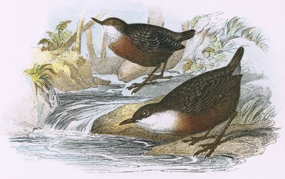 Dipper autorstwa English School
