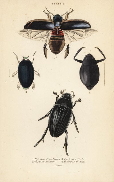 chrząszcz nurek, Dytiscus dimidiatus 1, chrząszcz wirginijski, Gyrinus natator 2, Cyclous vittatus 3 i chrząszcz srebrzysty, Hydrophilus piceus 4 autorstwa English School