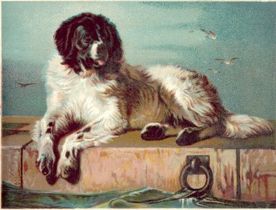 Pies siedzący na brzegu morza (chromolitho) autorstwa English School