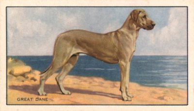 Psy: dog niemiecki (kolorowa litografia) autorstwa English School