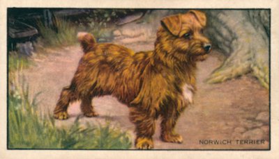 Psy: Norwich Terrier (kolorowa litografia) autorstwa English School