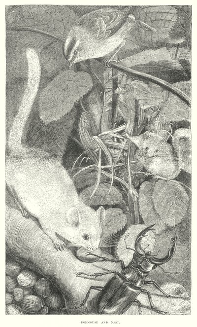 Popielica (grawerunek) autorstwa English School