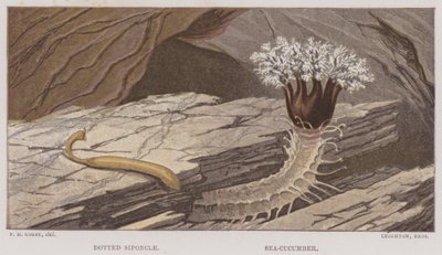 Kropkowany Siponcle, Sea-Cucumber (kolor lito) autorstwa English School
