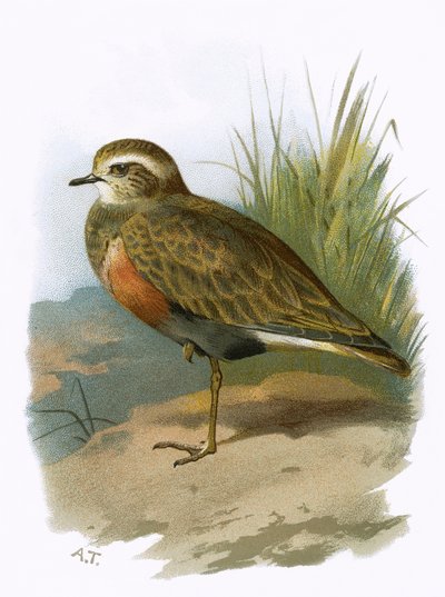 Dotterel autorstwa English School