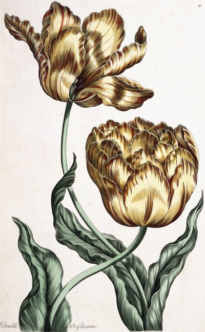 Podwójna Oriflame, 1759 autorstwa English School