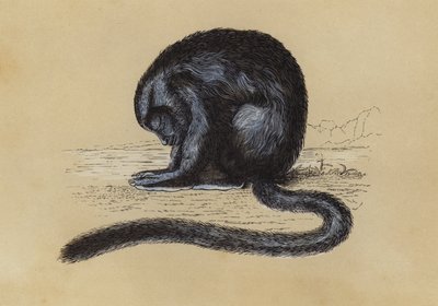 Douroucouli (litografia kolorowa) autorstwa English School