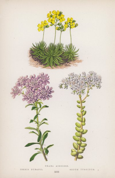 Draba aizoides; Iberis bubanii; Sedum turgidum (kolor lito) autorstwa English School