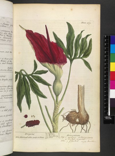 Dracontium, z „Ciekawy Herbal...” Elizabeth Blackwell autorstwa English School
