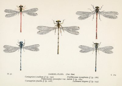 Ważki: Damsel-Flies (kolorowa litografia) autorstwa English School