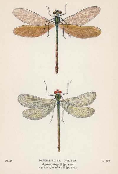 Ważki: Damsel-Flies (kolorowa litografia) autorstwa English School