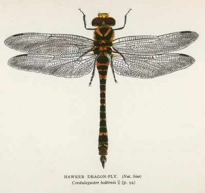 Ważki: Hawker Dragon-Fly (kolorowa litografia) autorstwa English School