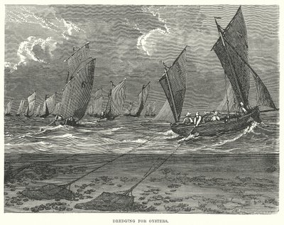 Pogłębianie w poszukiwaniu ostryg (grawerunek) autorstwa English School