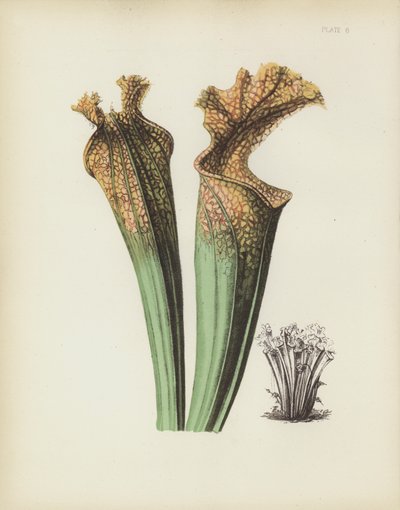 Drummonds Boczny Siodło Kwiat, Sarracenia Drummondii autorstwa English School