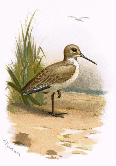 Dunlin autorstwa English School