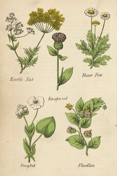 Earth Nut, Fever Few, Knapweed, Frogbit, Fluellin (kolorowa litografia) autorstwa English School