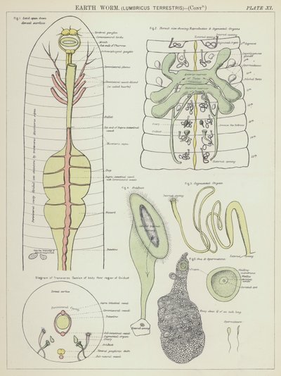 Dżdżownica ziemna, Lumbricus Terrestris (kolorowa litografia) autorstwa English School