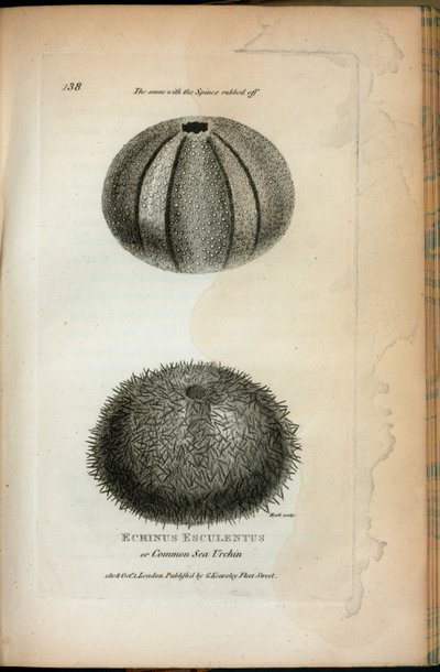 Echinus Esculentus lub jeżowiec morski; To samo ze ścieraniem Spines z „Wykładów zoologicznych wygłoszonych w instytucji królewskiej w latach 1806 i 1807” George