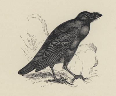 Edgar Allen Poe, Kruk (grafika) autorstwa English School