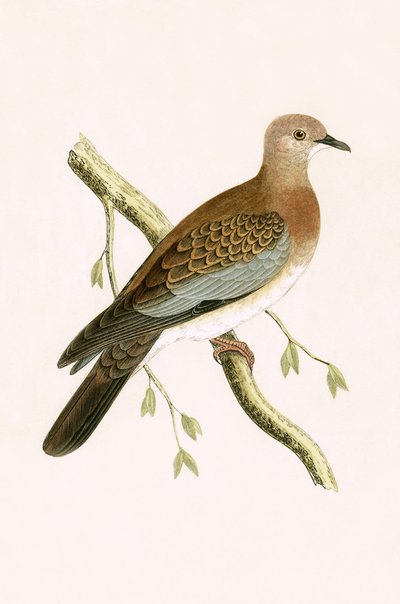Egipski Turtle Dove, ilustracja z „Historii ptaków Europy nieobserwowanych na wyspach brytyjskich” Charlesa Roberta Bree (1811-86), opublikowana w 1867 r. autorstwa English School