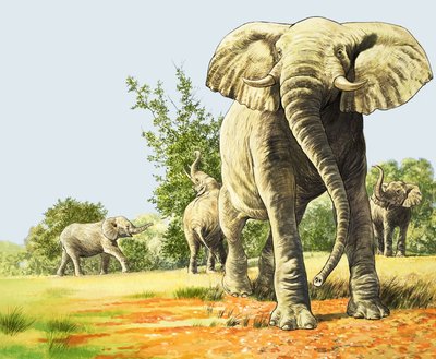 Słonie afrykańskie, ilustracja z "Nature