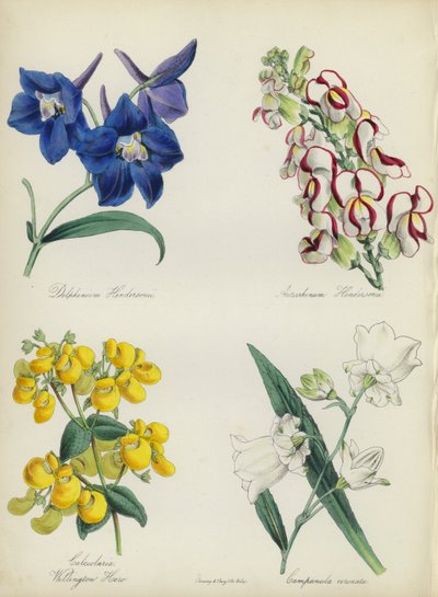 Angielski ogród kwiatowy: Delphinium Hendersonu, Antirrhinum Hendersonu, Calceolaria Wellinton Hoero, Campanula coronata (color litho) autorstwa English School