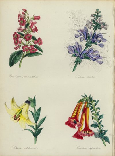 Angielski ogród kwiatowy: Escallonia macrantha, Salvia bicolar, Lilium colchicum, Cantua dependens (kolor lito) autorstwa English School