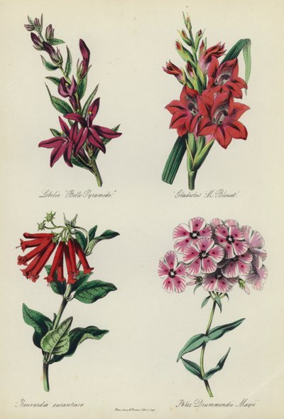 Angielski Ogród Kwiatowy: Lobelia „Belle Pyramide”, Gladiolus „M Blouet”, Bouvardia aurantiaca, Phlox Drummondii Mayii autorstwa English School