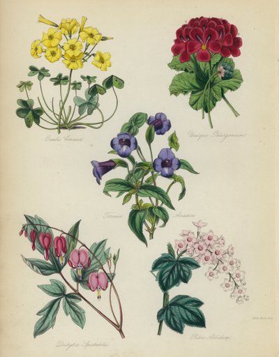 Angielski Ogród Kwiatowy: Oxalis Cernut, Unikalna Pelargonia, Torenia Asiatica, Dielytra Spectabilis, Ribes Albidum autorstwa English School