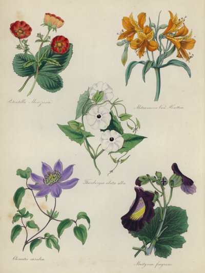 Angielski ogród kwiatowy: Potentilla Menziesii, Alstraemeria Van Houtteii, Thunbergia alata alba, Clematis caerulea, Martynia fragrans autorstwa English School