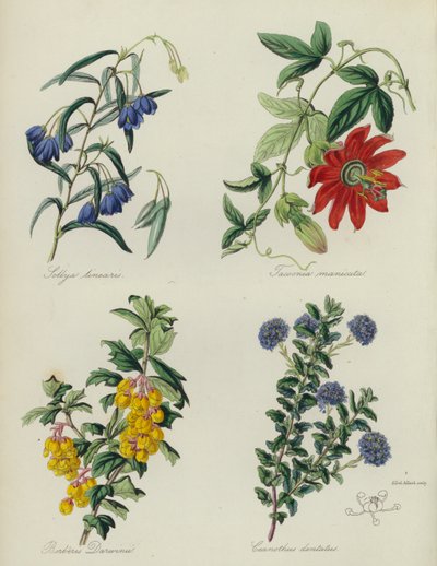 Angielski ogród kwiatowy: Sollya linearis, Tacsonia manicata, Berberis Darwinii, Ceanothus dentatus (litografia barwna) autorstwa English School