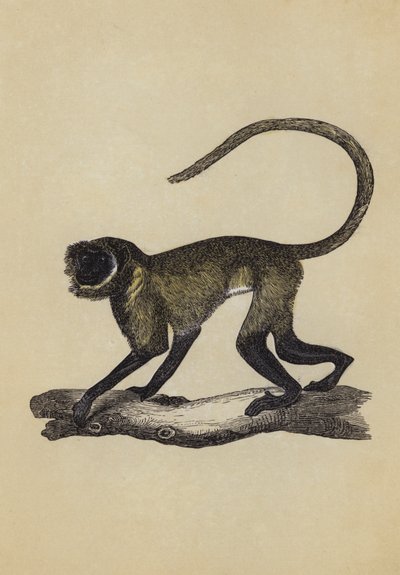 Entellus Monkey (kolorowa litografia) autorstwa English School