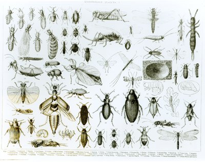 Entomologia Owady (lito) (bw zdjęcie) autorstwa English School