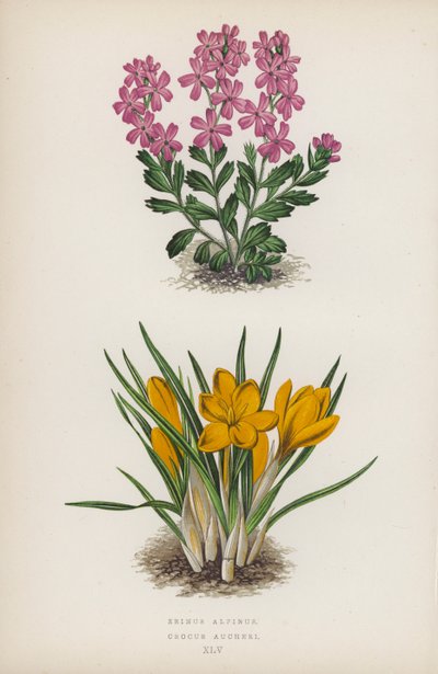 Erinus alpinus; Crocus Aucheri (kolorowa litografia) autorstwa English School