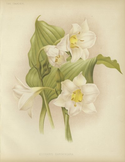 Eucharis sanderiana autorstwa English School