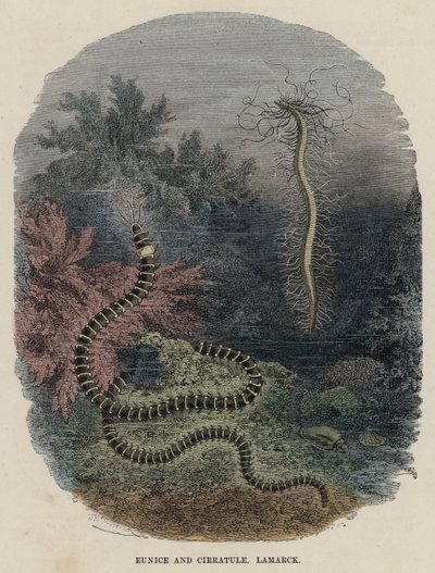 Eunice i Cirratule, Lamarck (kolorowy grawerunek) autorstwa English School