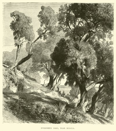 Evergreen Oaks, niedaleko Sciacca autorstwa English School