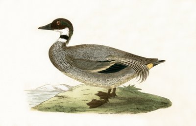 Falcated Teal, ilustracja z „Historii ptaków Europy nieobserwowanych na wyspach brytyjskich” Charlesa Roberta Bree (1811-86), opublikowana w 1867 r. autorstwa English School