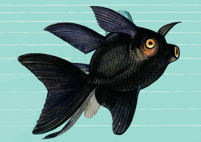Fantail Blackmoor autorstwa English School