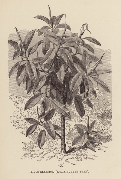 Ficus Elastica, indyjskie drzewo gumowe (rycina) autorstwa English School