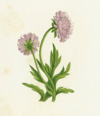 Polna Knautia, Knautia Arvensis autorstwa English School