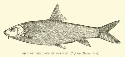 Ryby Jeziora Galilejskiego, Capoeta Damascina autorstwa English School