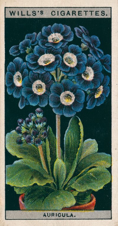 Kultura kwiatów w doniczkach: Auricula alpejska (chromolitho) autorstwa English School