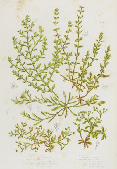 Rośliny kwitnące w Wielkiej Brytanii: Chickweed, Sand Strapwort, Glabrous Rupture Wort, Hairy Rupture Wort, Whorled Knot Grass, Czterolistne wszystkie nasiona (kolor lito) autorstwa English School