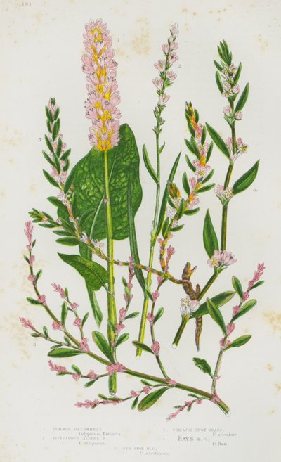 Kwitnące rośliny Wielkiej Brytanii: Common Buckwheat, Viviparous Alpine Buckwheat, Common Knot Grass, Rays Knot Grass, Sea Side Knot Grass (kolorowa litografia) autorstwa English School