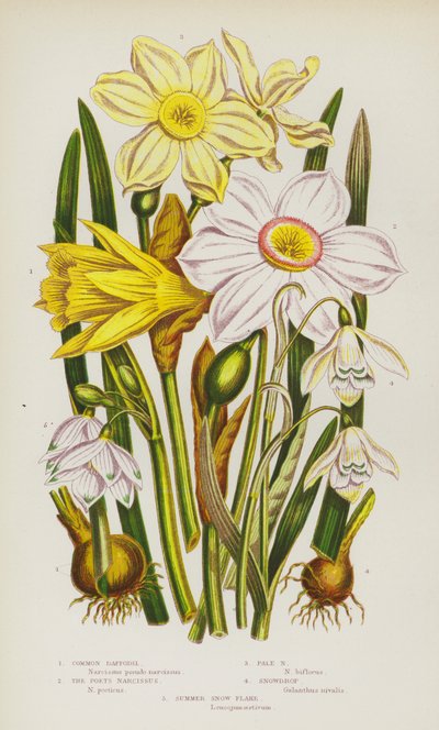 Flowering Plants of Great Britain: Common Daffodil, The Poets Narcissus, Pale Narcissus, Snowdrop, Summer Snow Flake (kolorowa litografia) autorstwa English School